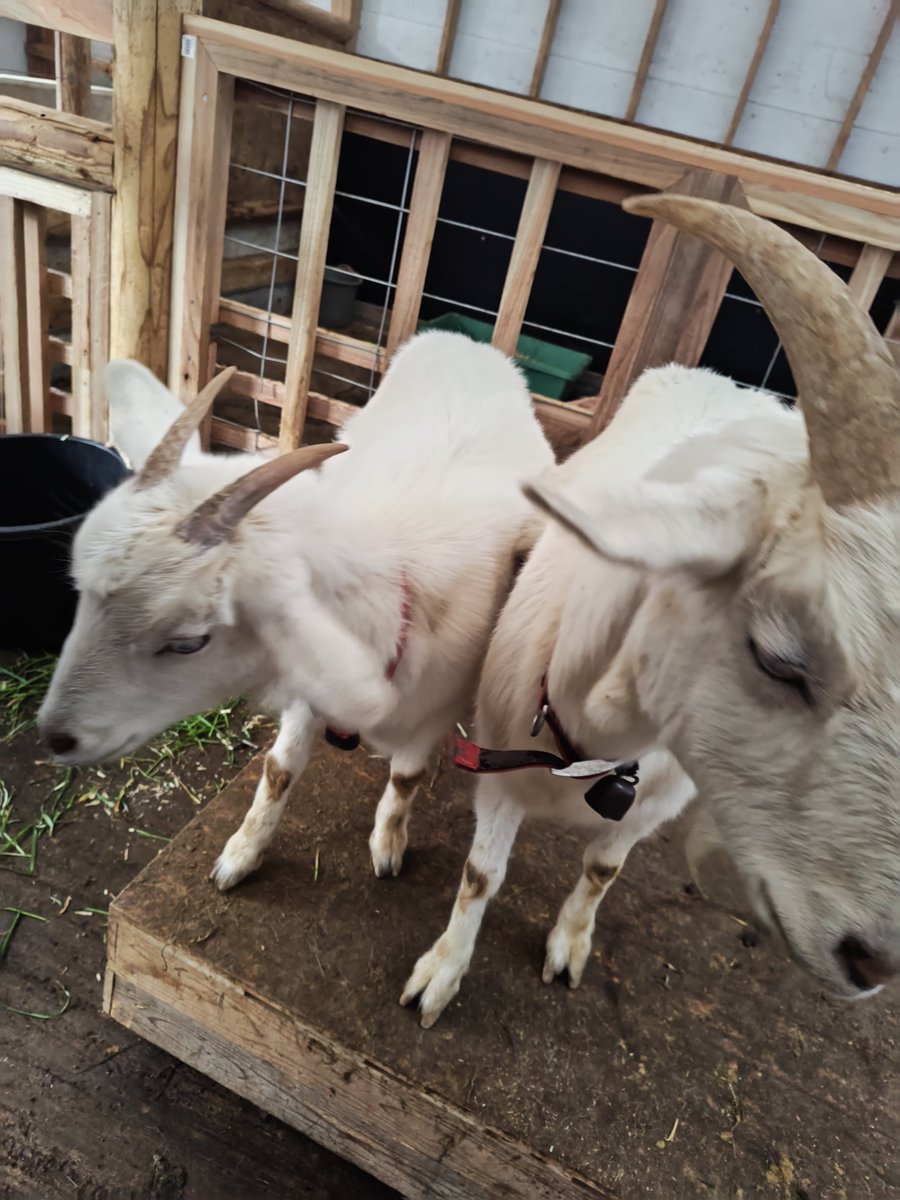 こまろく☆TAKACHIHOパラダイス園主 tweet media