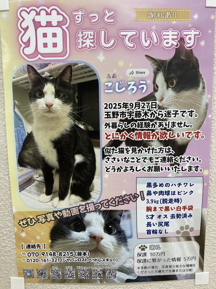今日、動物病院に貼ってありました。
もう半年…ずっと頑張って探されています。
ハチワレちゃん多いので、
見かけたら写真や動画を撮ってあげて下さい。
#迷い猫　＃迷子