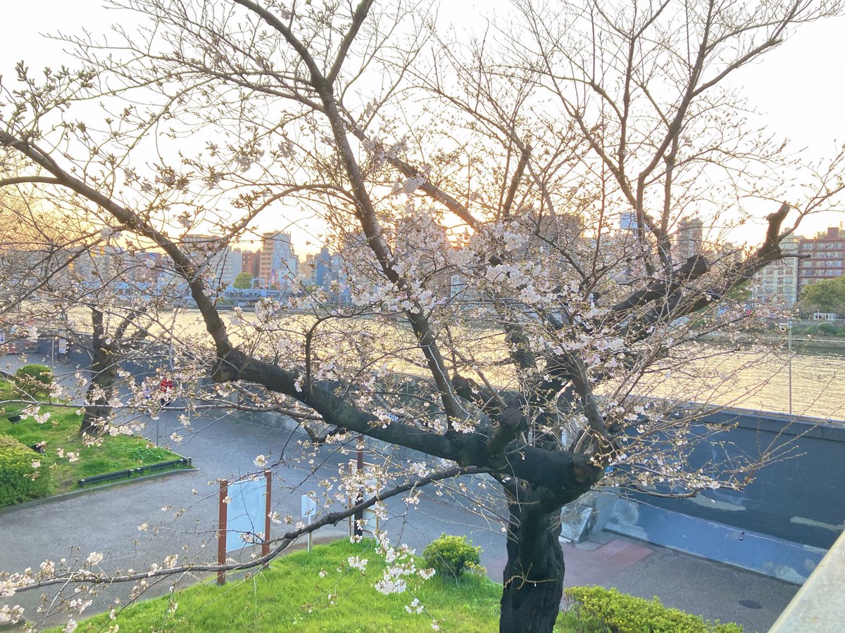 浅草 飴細工 アメシン🍭 tweet media