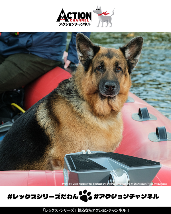 アクションチャンネル（旧ＡＸＮ 海外ドラマ） tweet media