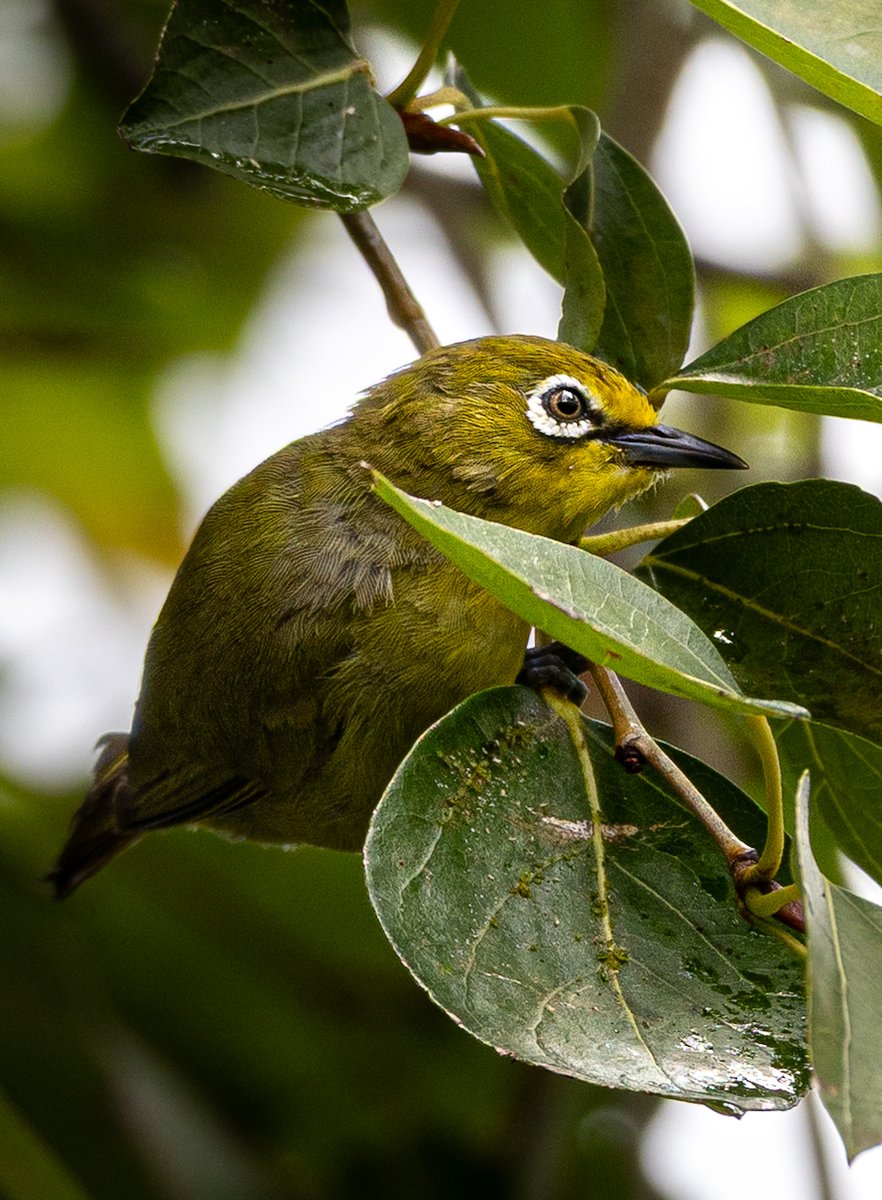 CanonRSA's tweet image. A Cape white-eye in the rain. 
Soft light, wet feathers, and details that only patience can deliver. 

Shot on Canon EOS R6 Mark II
RF 100–400mm f/5.6–8 IS

📸: Altalina

#CanonRSA #ShotOnCanon #CapeWhiteEye #CapturedWithCanon