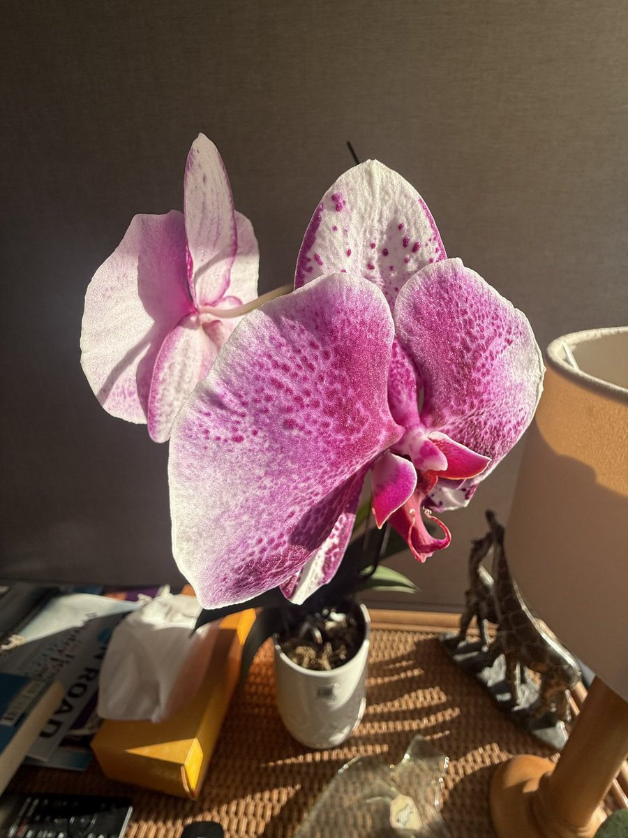 Lord Wes from Canberra tweet media