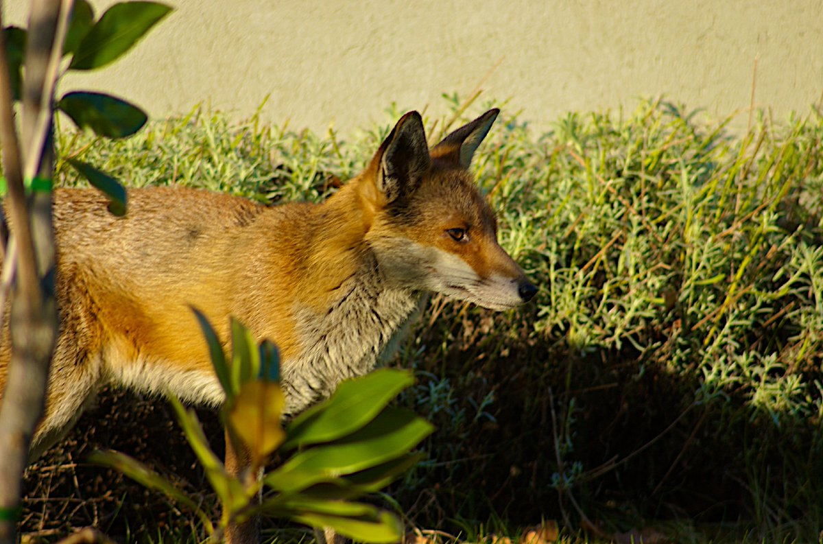 OccasionalFops tweet media