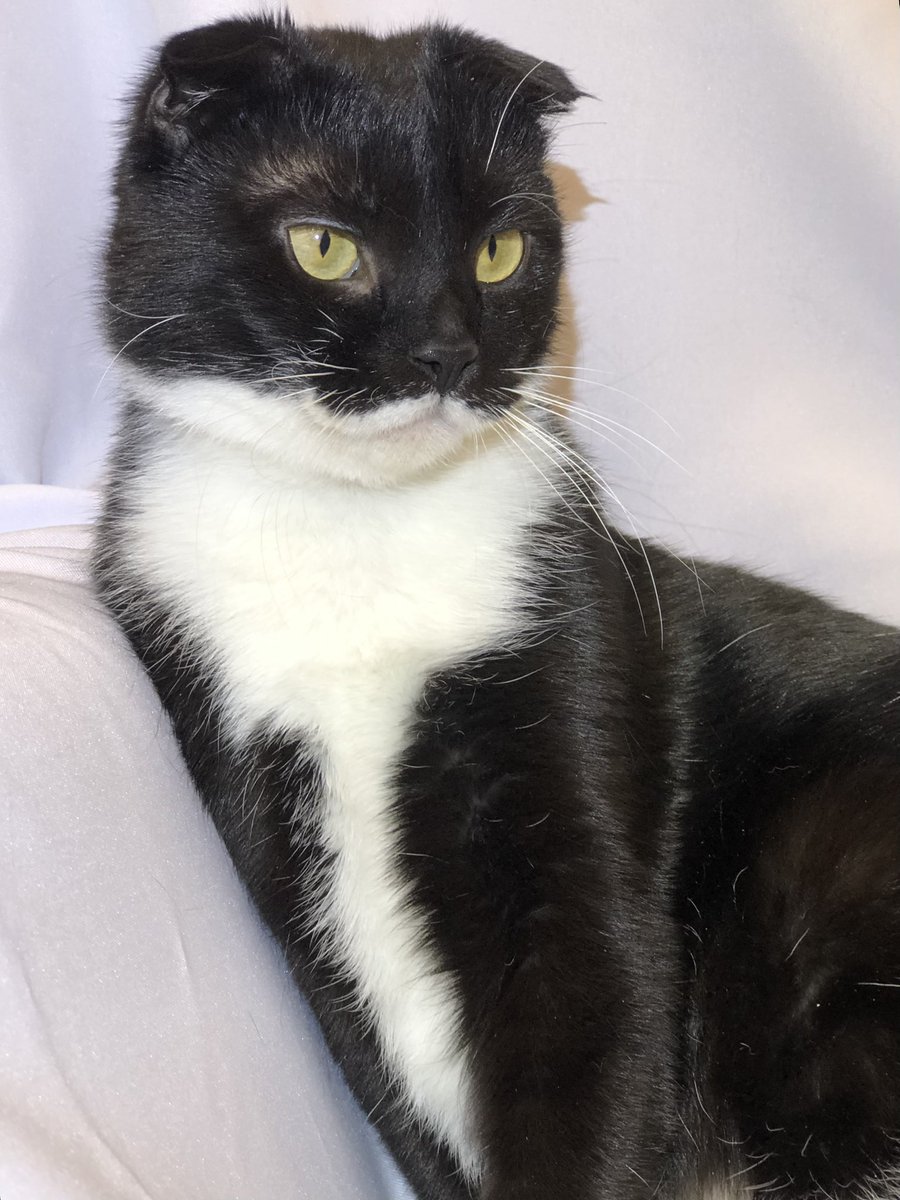 Приют Убежище tweet media