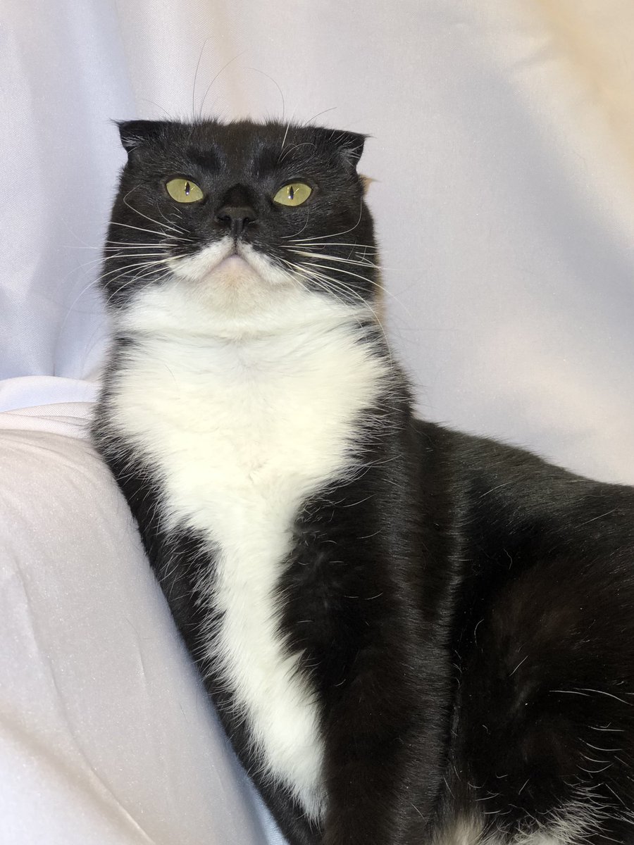 Приют Убежище tweet media