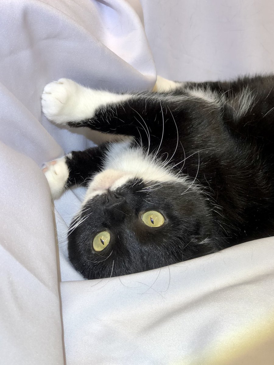 Приют Убежище tweet media