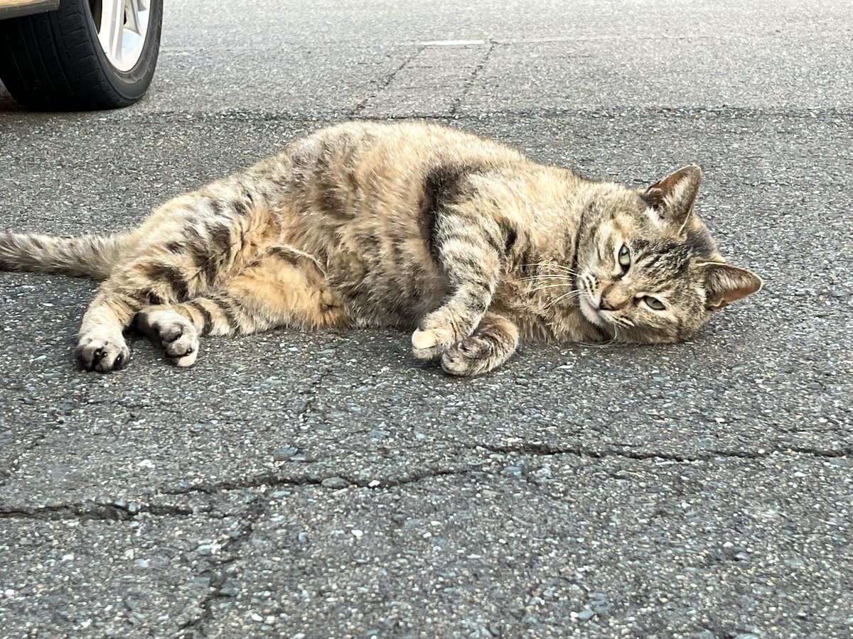 ブラック💪😸 tweet media