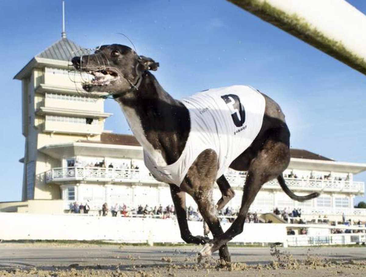 Keep an eye out for our Towcester Pre-Derby sales catalogue which will be released later this afternoon! 

We have no doubt this is our best yet with form in the book including 28.24 SPK, 28.17 LMK, 28.26 SPK, 28.22 TRL and 28.13 SPK 

📍 Towester Racecourse - Monday 30th March