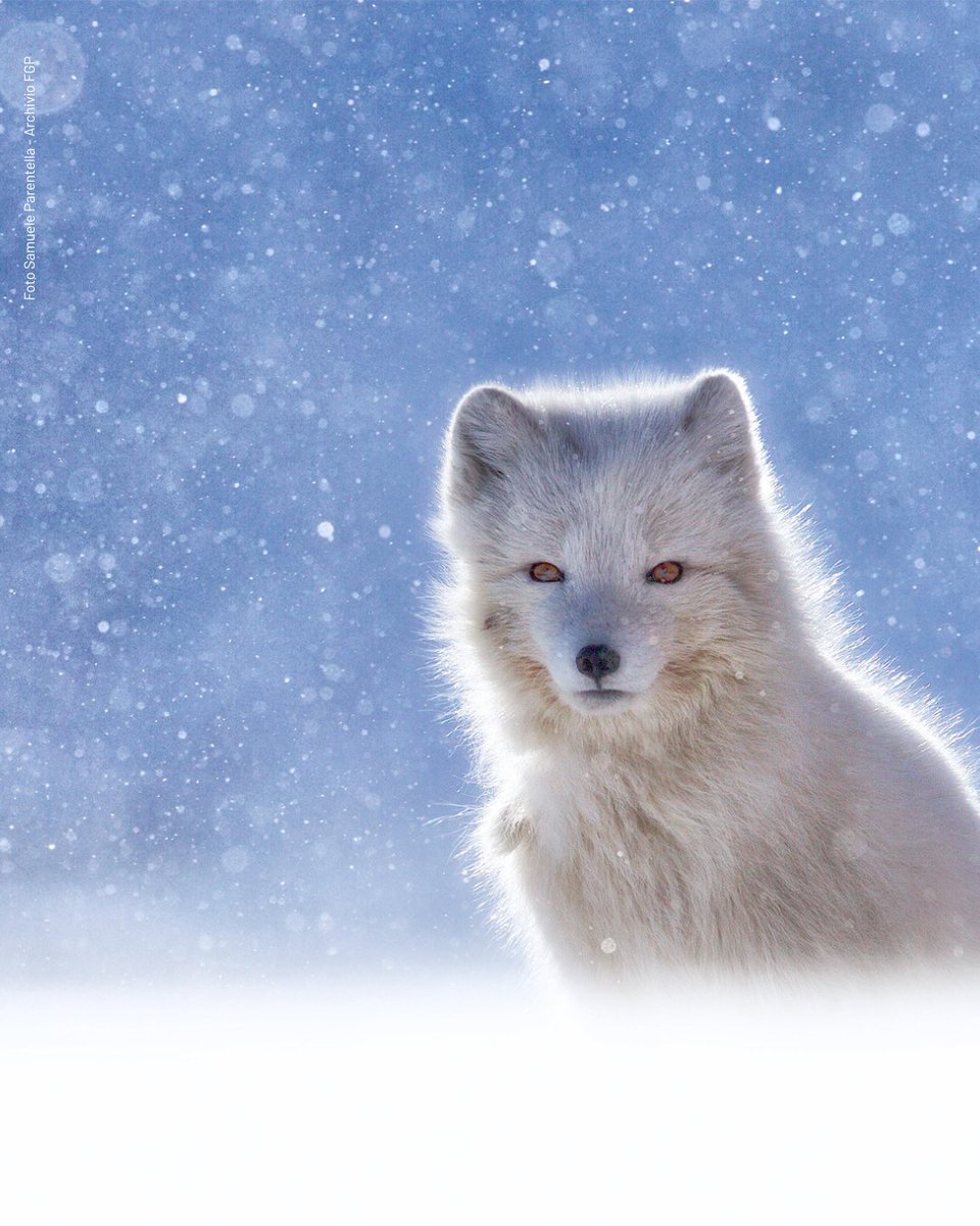 Fondation Grand Paradis tweet media