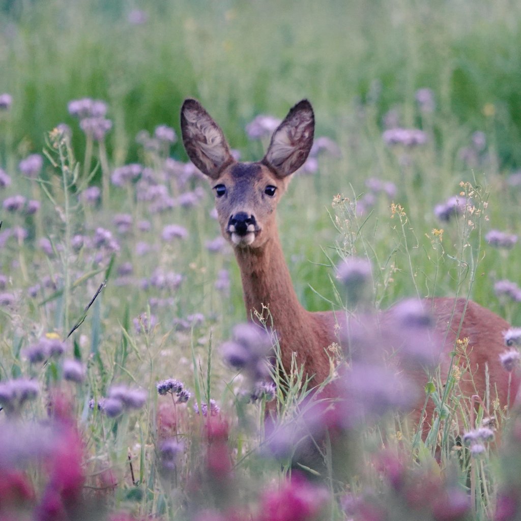 Cian McCarthy tweet media