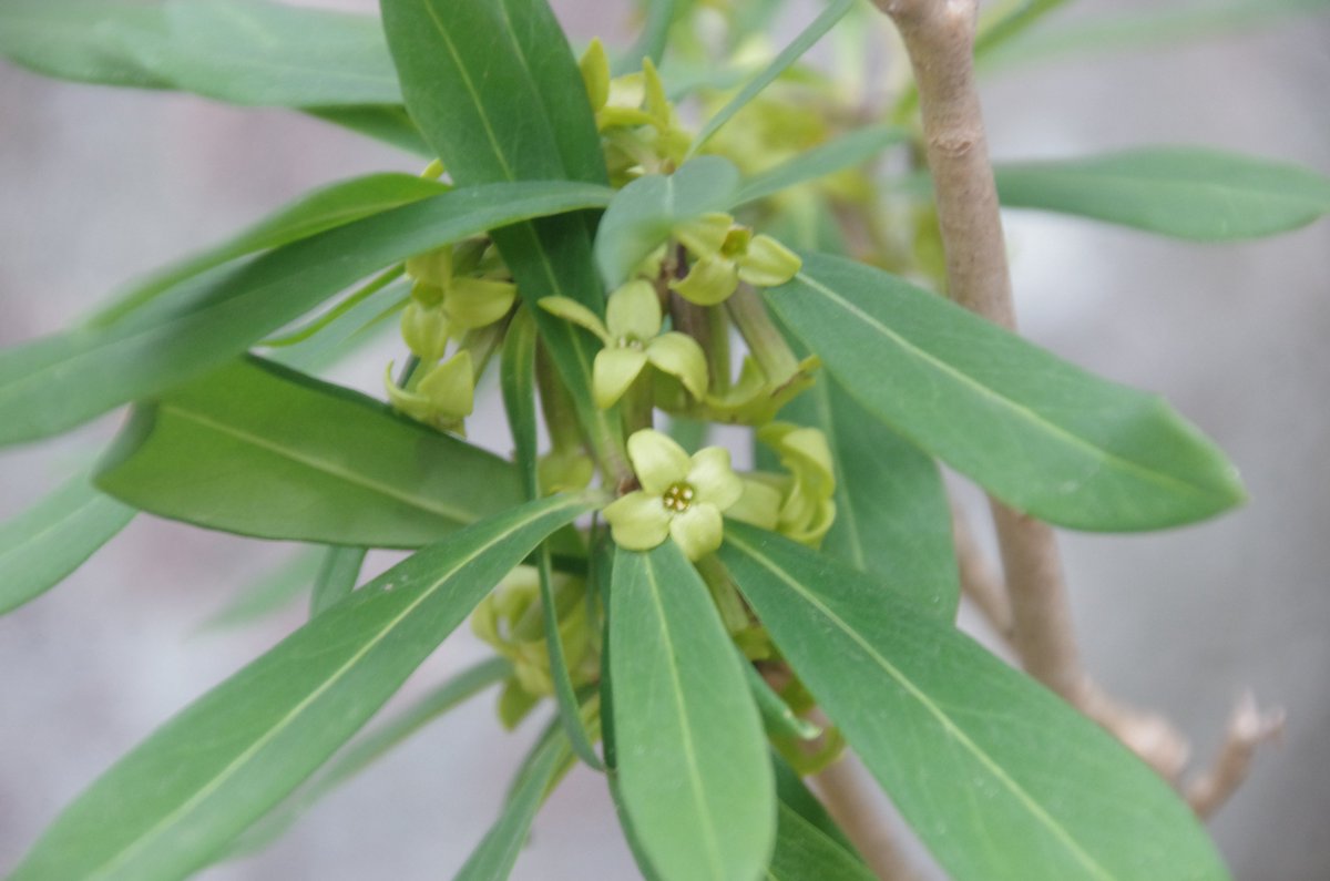 岳(だけぶき)蕗 tweet media