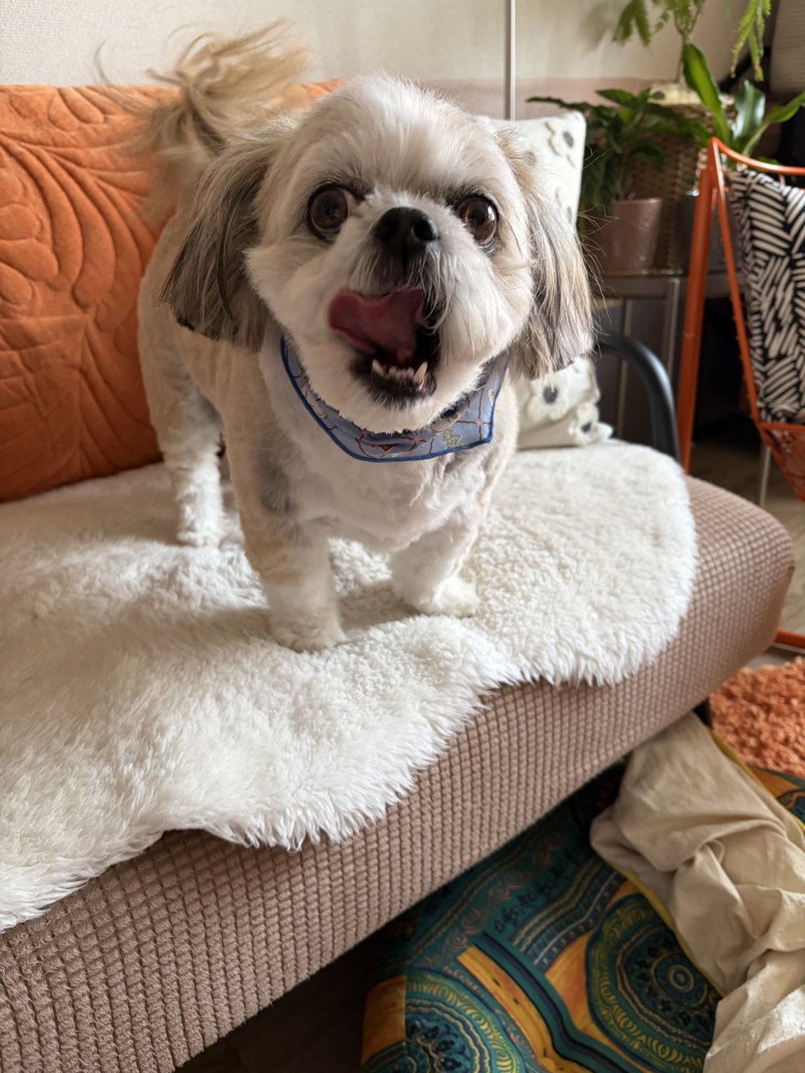 ぶんきんちゃんねる公式 tweet media