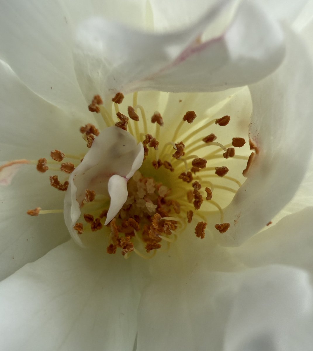 Lord Wes from Canberra tweet media