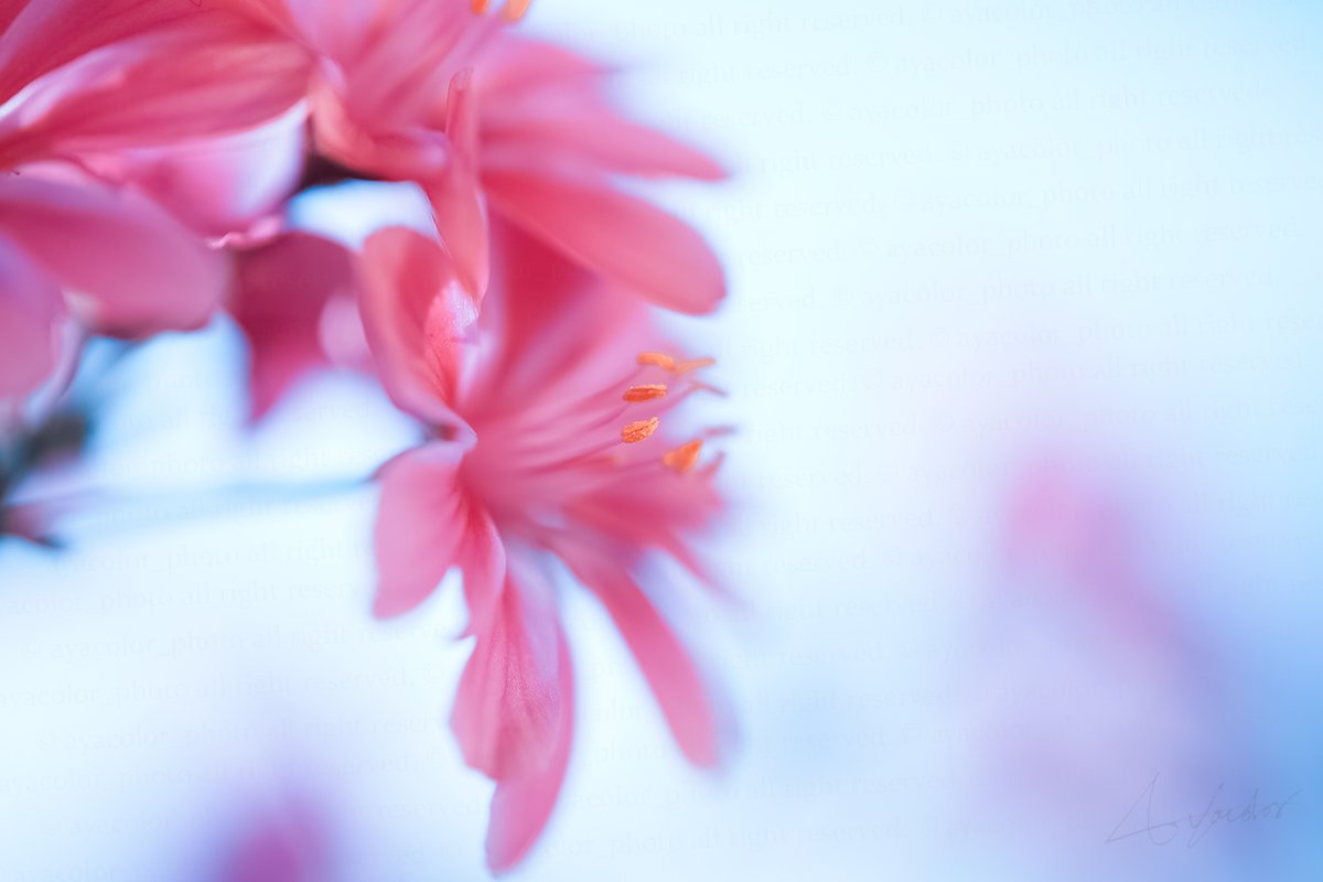 #photography #ayacolor #ファインダー越しの私の世界 #レウィシア
