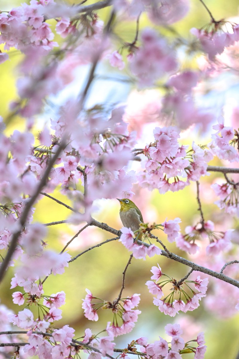 supremeさんの写真部屋 tweet media