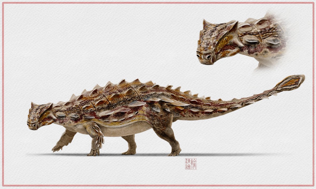 ing39911093's tweet image. Jinyunpelta，the basalmost ankylosaur known to have had a proper tail club.
#paleoart #dinosaur