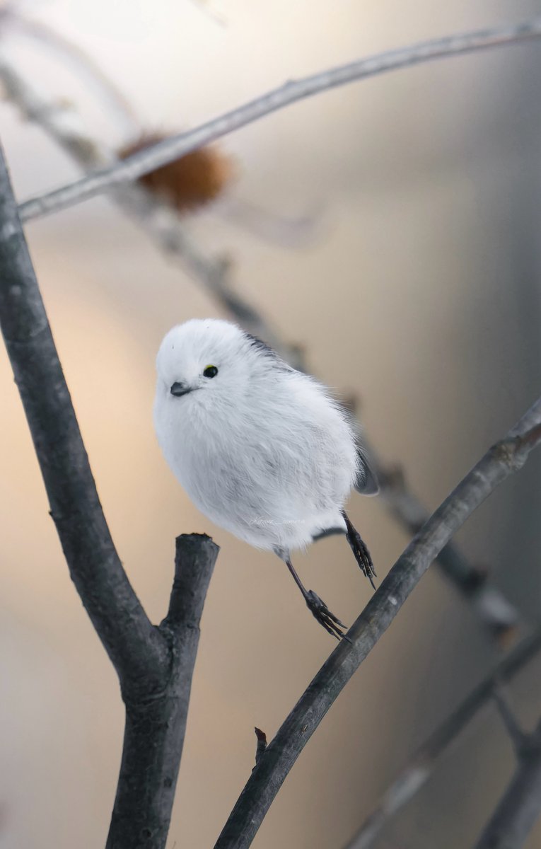 北のキャメラ@十勝でシマエナガ撮る人 tweet media