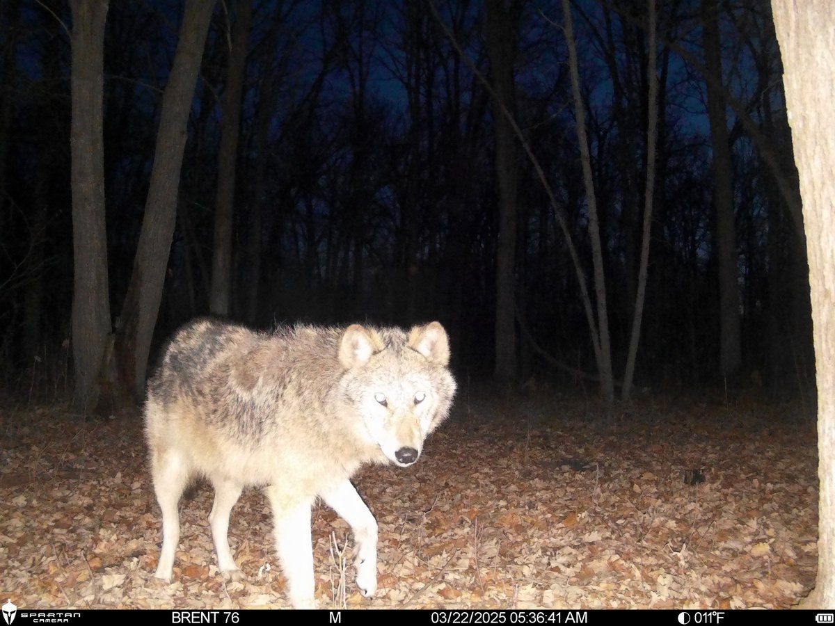 Trail_Cams's tweet photo. https://t.co/FY2mUyvJUV