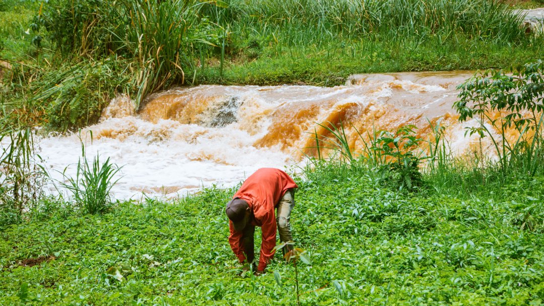 Tree-Nation tweet media