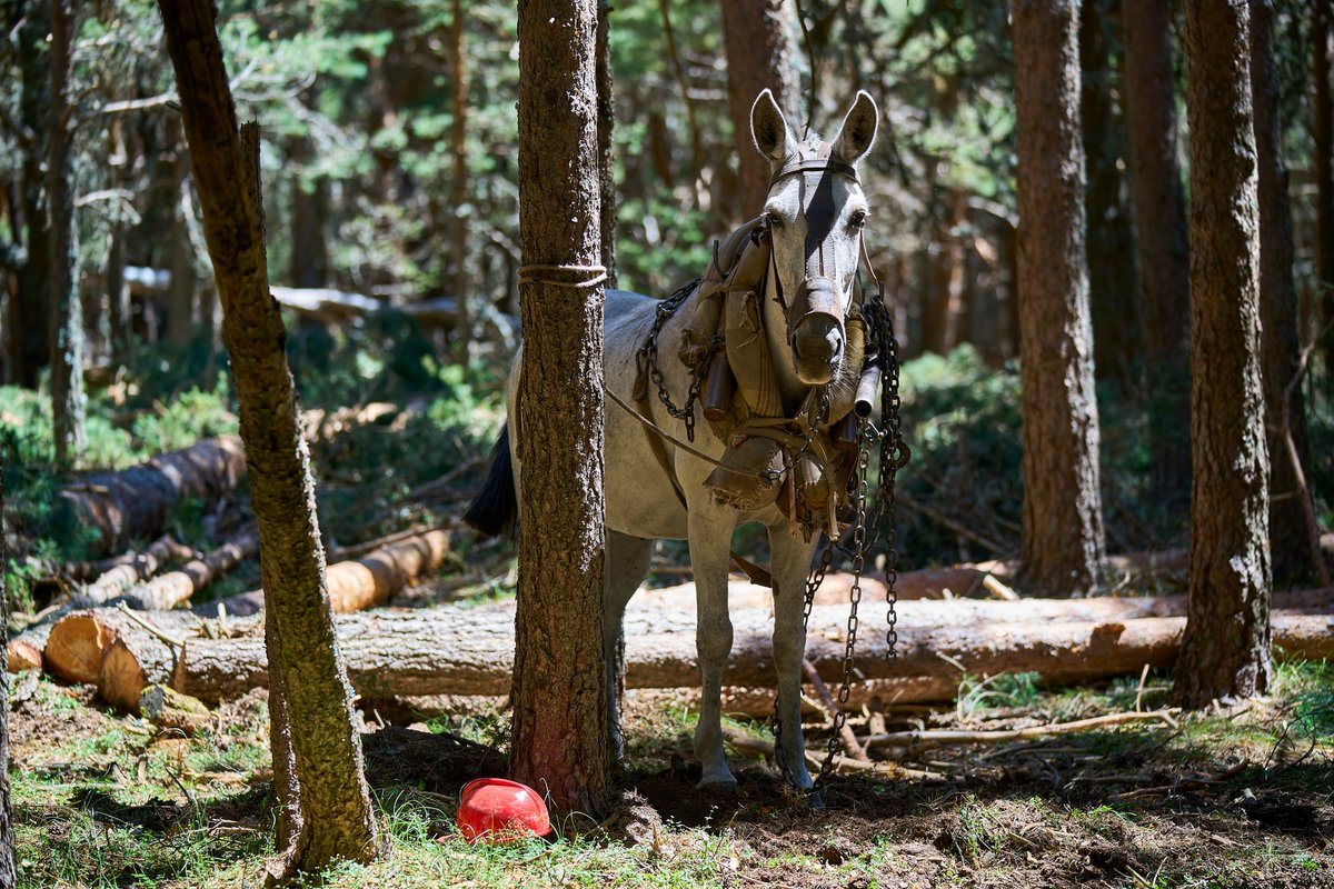 naturalezacyl's tweet photo. La saca de #madera con tiro de sangre y tractores forestales reduce el impacto sobre el suelo y las zonas sensibles. Son trabajos clave en la gestión selvícola para la conservación en espacios naturales protegidos, cuando el terreno y la seguridad lo permiten #NextGenerationEU https://t.co/n5IRlHI36s