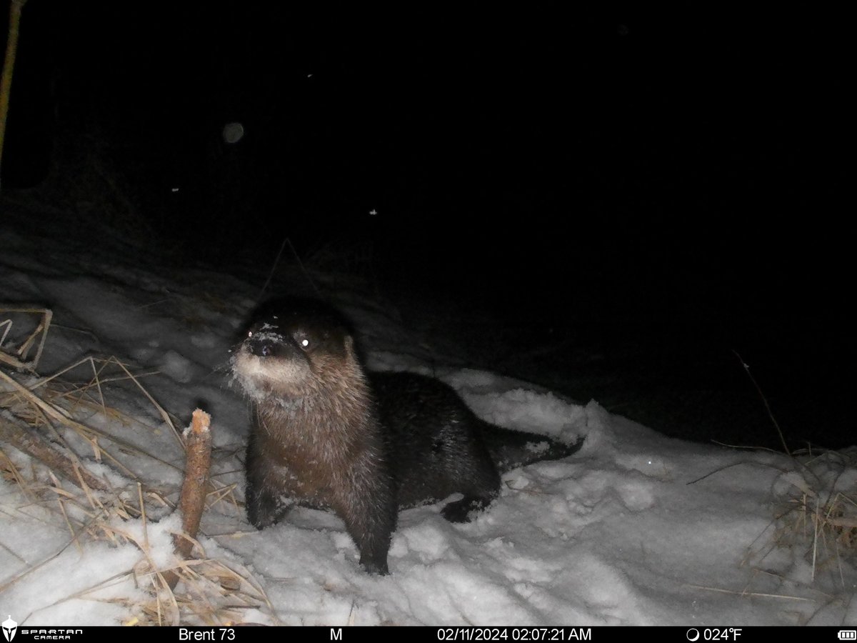 trailcam tweet media