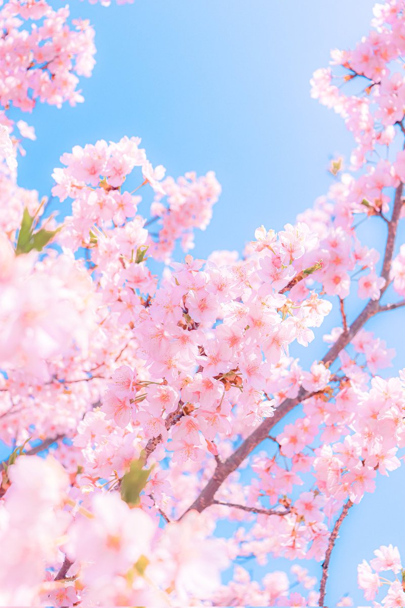 空に青。 tweet media