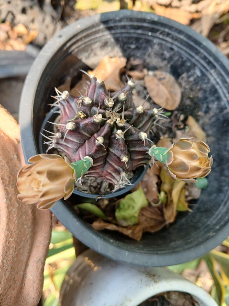 คุณพันขา tweet media