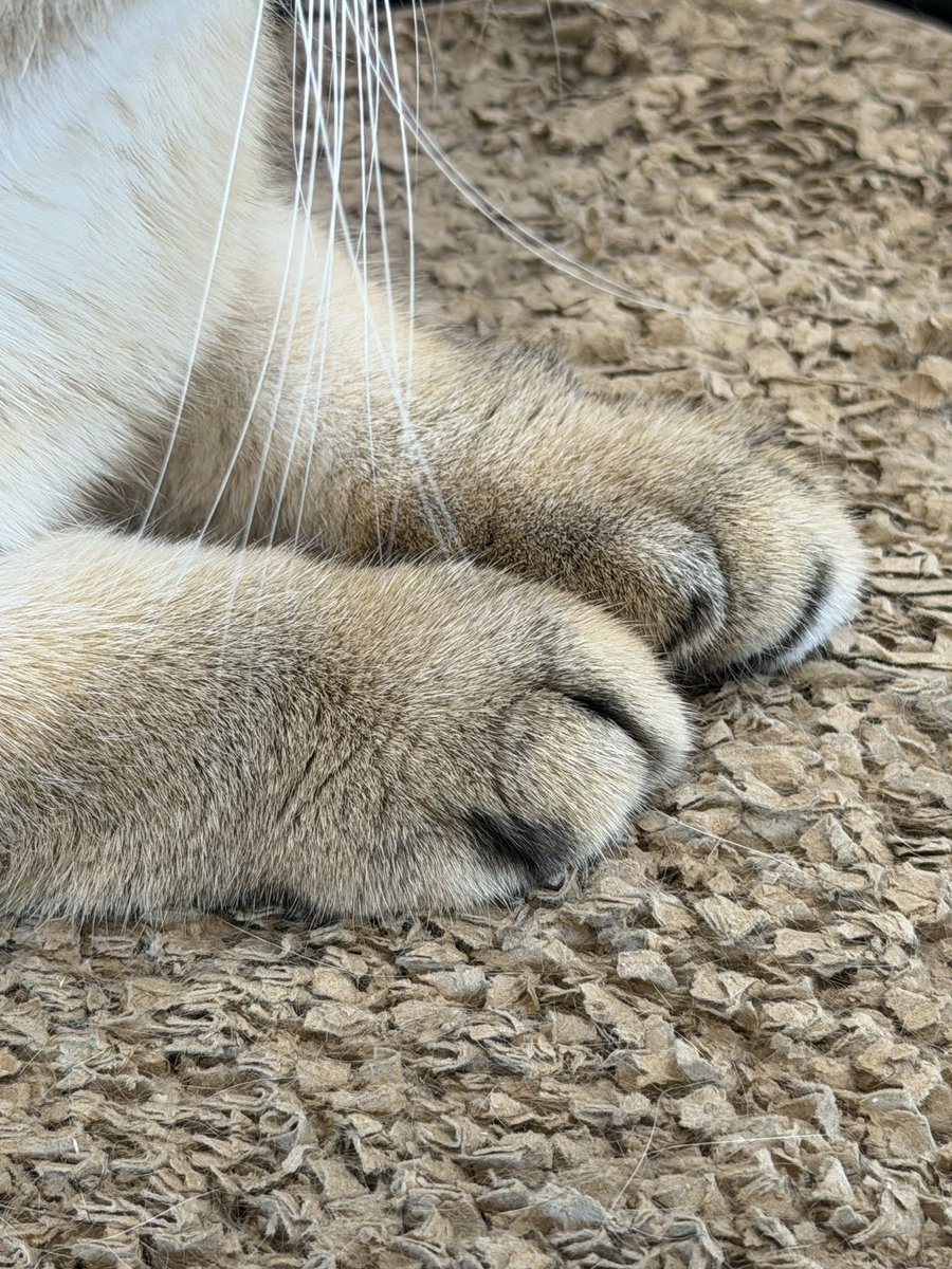 LALICE UPDATES tweet media