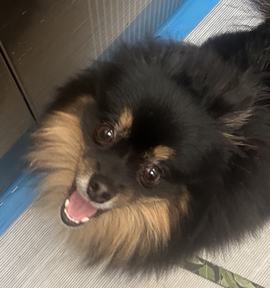 조오디 tweet media