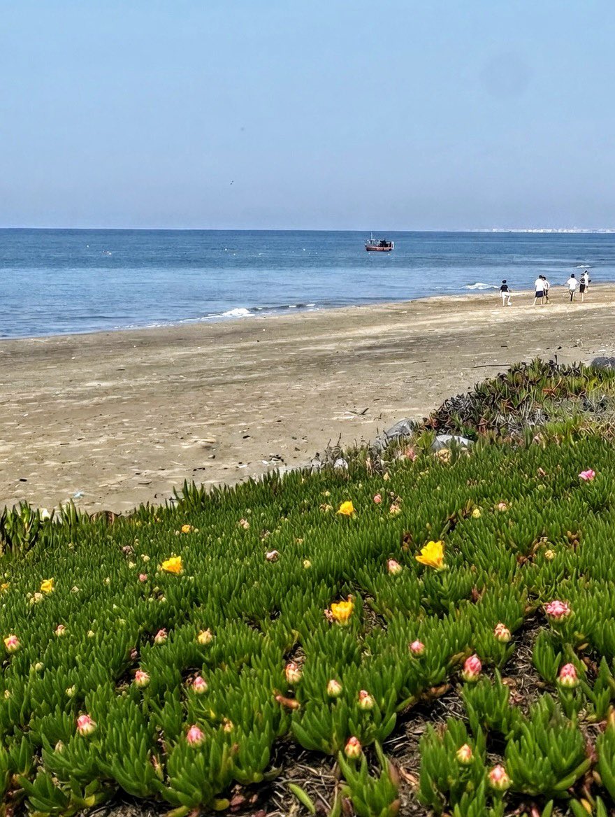 MinervaArmata tweet media