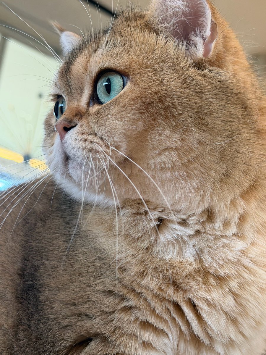 LALICE UPDATES tweet media