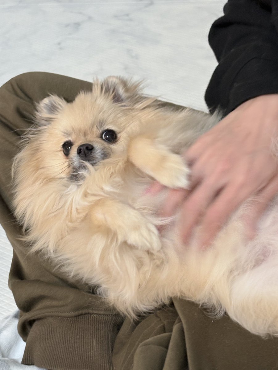 たぶん犬＊てちメト tweet media