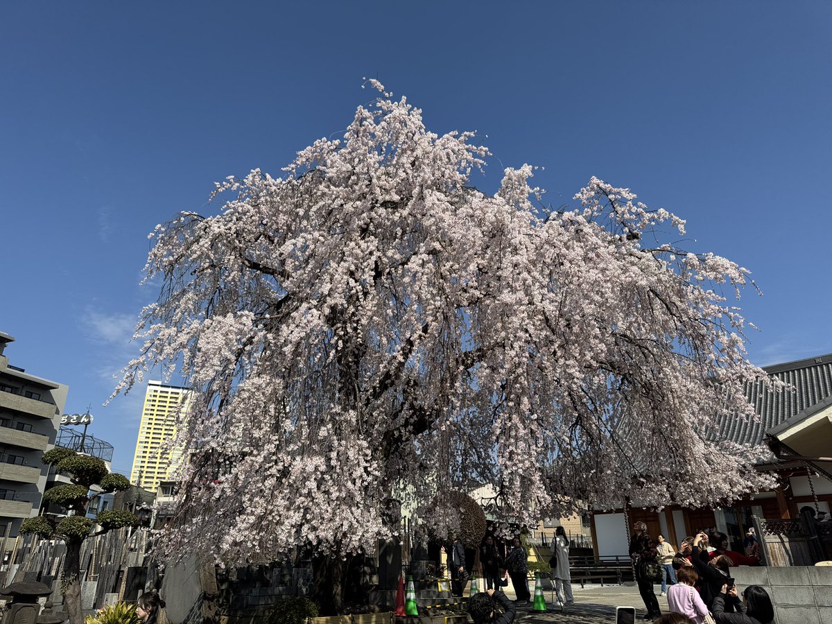 bkmago1's tweet photo. 今年も春のお彼岸に墓参り。隣りのお寺は桜満開でした。 https://t.co/A8xqLMw52j