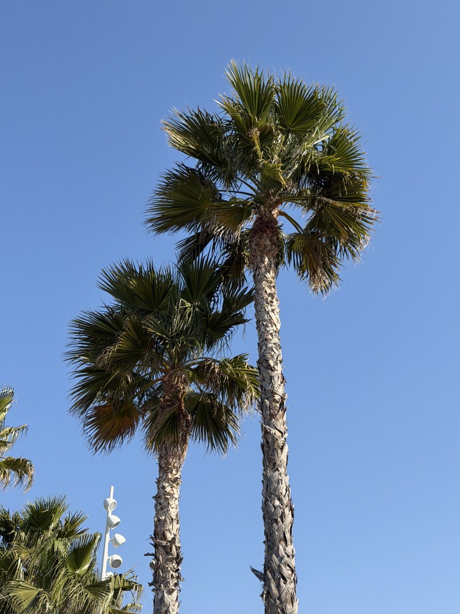 POPEYE 🐟 tweet media