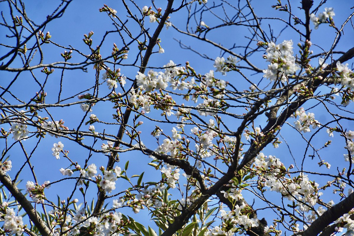 御朱印・神社メモ tweet media
