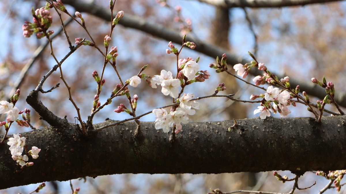 長居植物園 tweet media