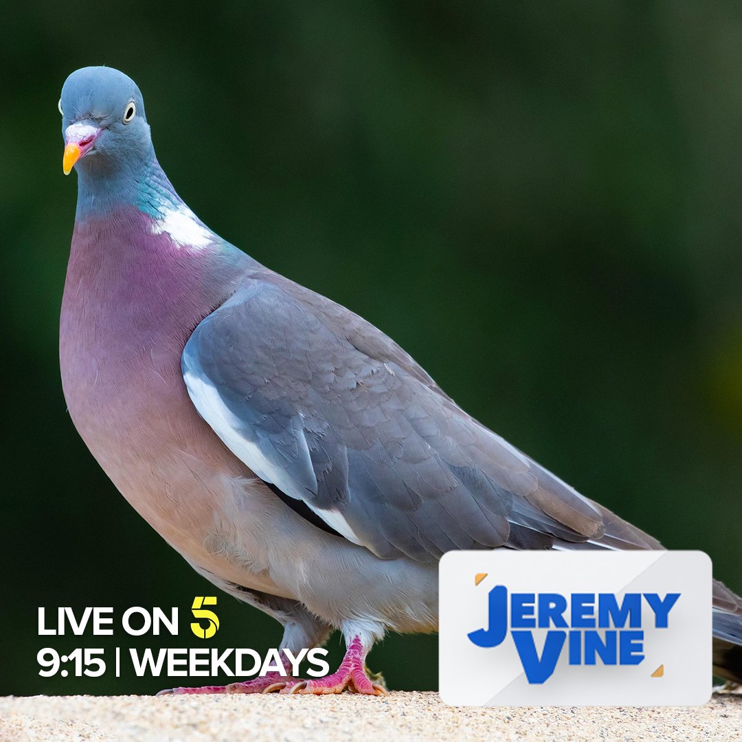 Jeremy Vine & Daytime on 5 tweet media