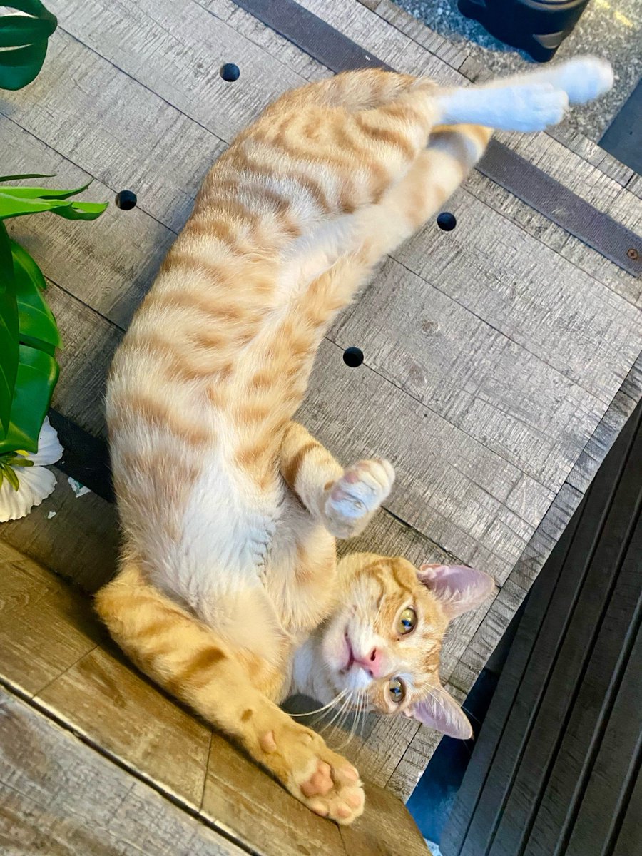 Gerda Van den Hout tweet media