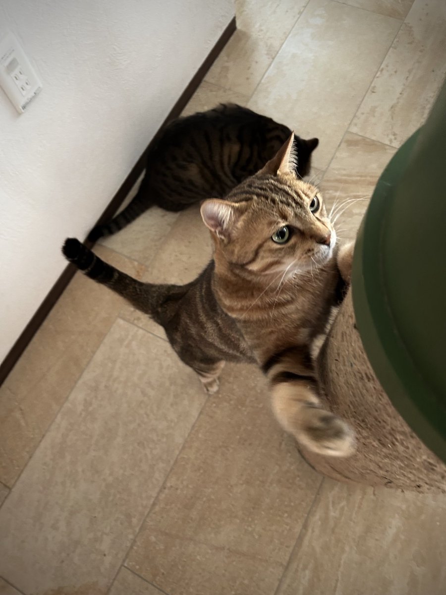 岩合光昭 tweet media