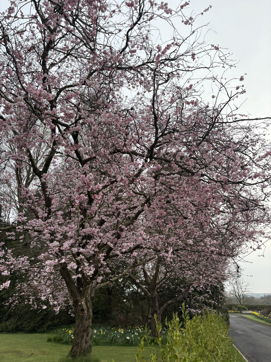 drjulespsych's tweet image. Head cleared for another Monday 
🏃🏻‍♀️

Perinatal clinical  &amp;amp; ward cover @NHSCTrust 
PSW stuff @_NIMDTA 
Few @rcpsych meetings 

#BringItOn #LetsDoThis #WouldHateToBeBored #Hope #Creation #Running #NotSureWhyOliveWasOnTheTable