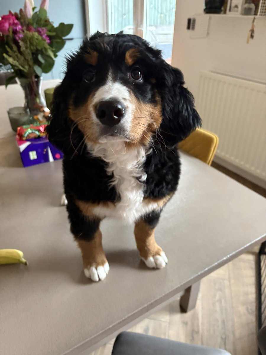 drjulespsych's tweet image. Head cleared for another Monday 
🏃🏻‍♀️

Perinatal clinical  &amp;amp; ward cover @NHSCTrust 
PSW stuff @_NIMDTA 
Few @rcpsych meetings 

#BringItOn #LetsDoThis #WouldHateToBeBored #Hope #Creation #Running #NotSureWhyOliveWasOnTheTable