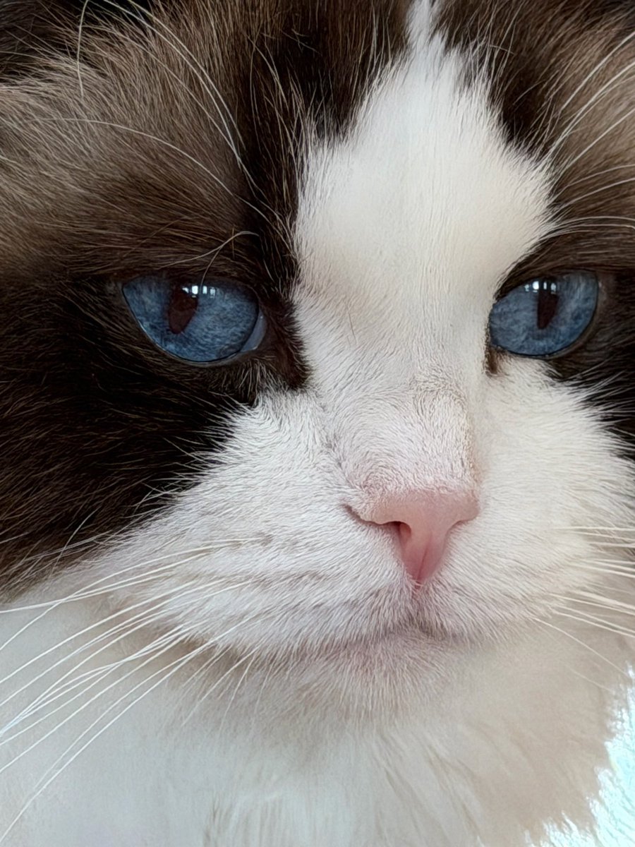 LALICE UPDATES tweet media