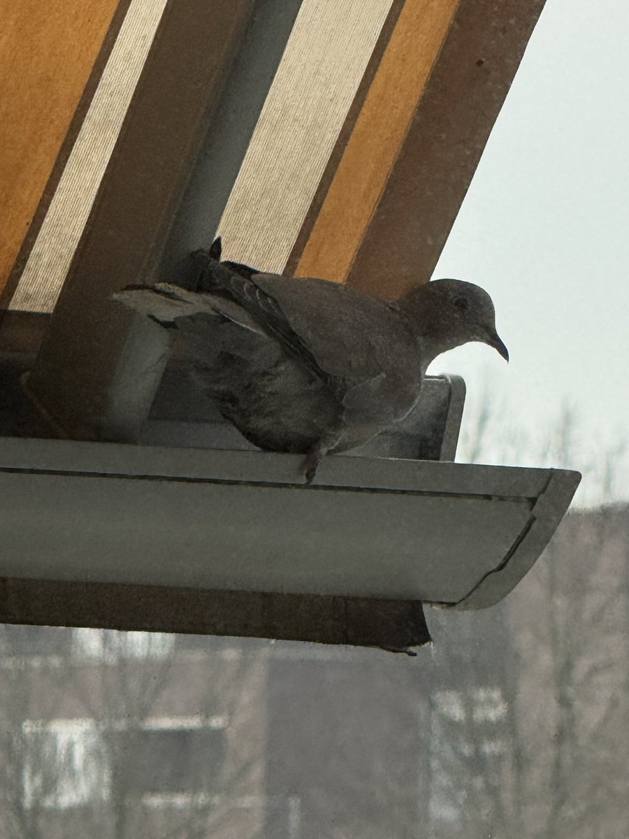 Marjolijn Peters tweet media