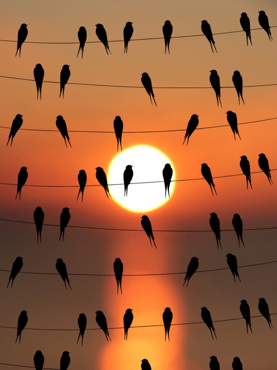 theisabelinha's tweet photo. 🐦BOA SEMANA A TODOS
#SegundaLigaDaJusticaSDV 
#LJSDV https://t.co/uO2ILMGHLv