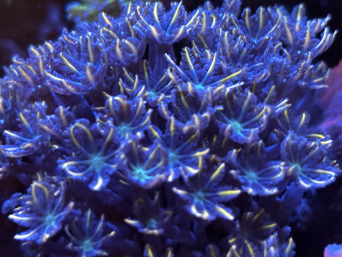 Ave ✧ ⋆。 tweet media