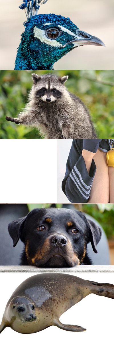 おとはらら tweet media