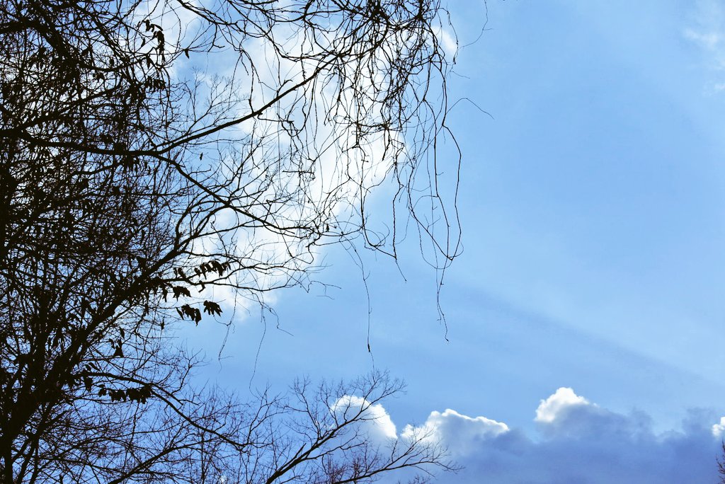 beni-hoppe tweet media