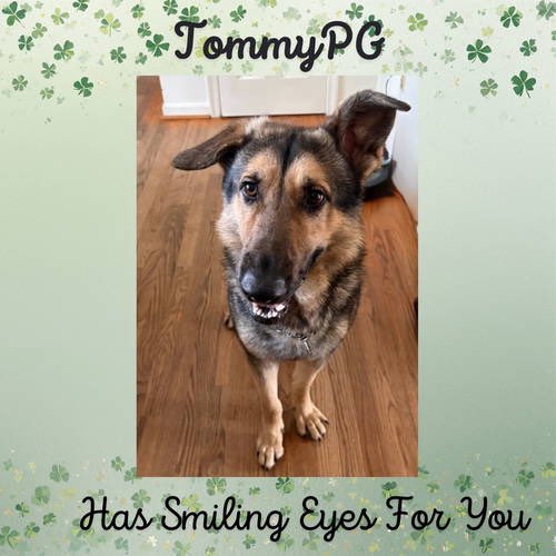 All Shepherd Rescue tweet media