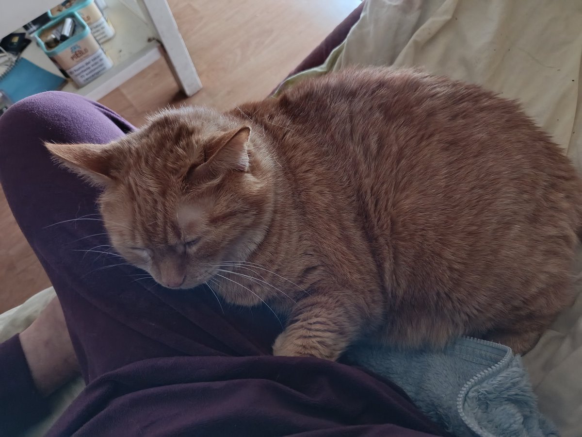 ladymargoth's tweet photo. @grefusa Simba, utilizando mi pierna como almohada 😍 https://t.co/C15GBL8q0S