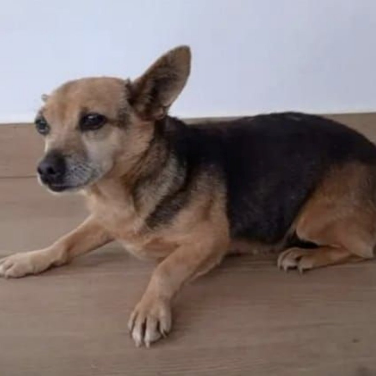 SOS Abuelos tweet media